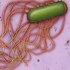 GlaxoSmithKline Biosafety e-Learning Thumbnail